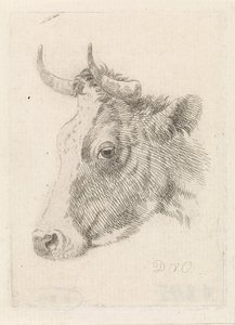ダークヴァンオーステルハウトが描いた雄牛の頭